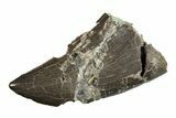 Bargain, Serrated, Megalosaurid (Marshosaurus) Tooth - Colorado #245951-1